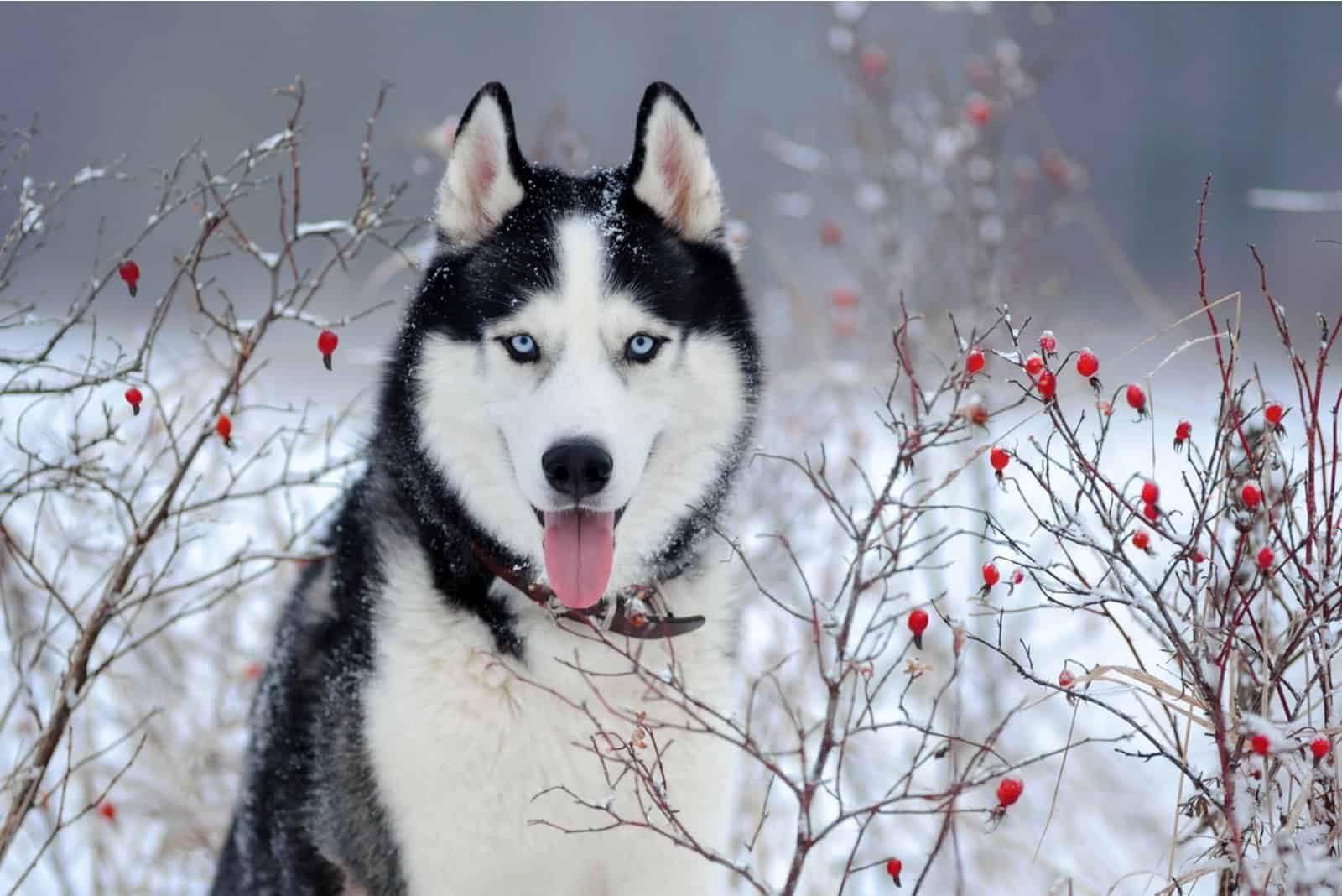 black and white Husky in snow looking at camera