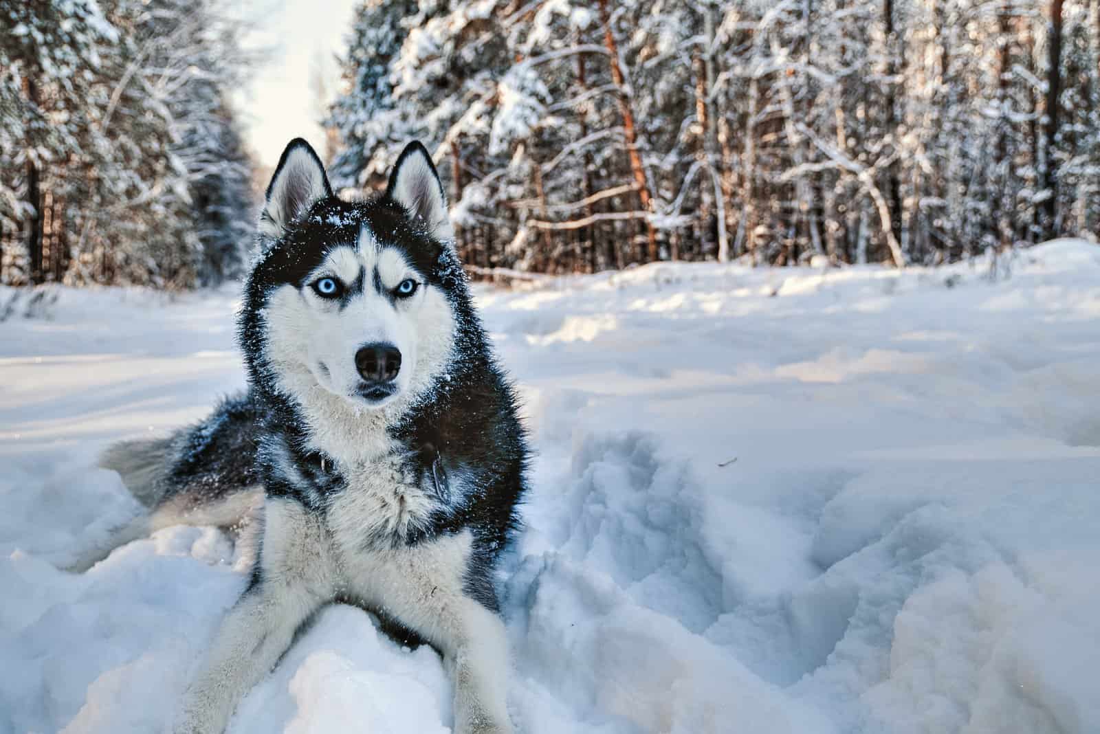 black and white Husky lying in snow 