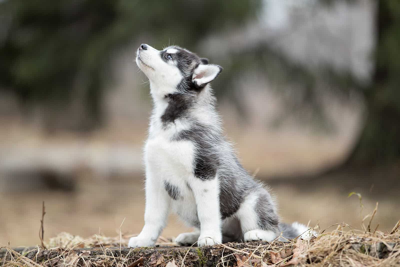 black and white Husky puppy looking up