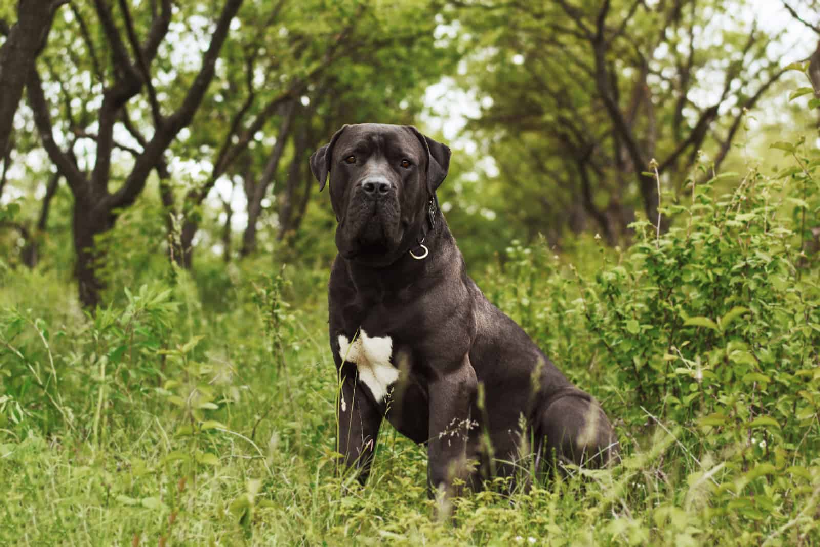 black boerboel sitting in grass 