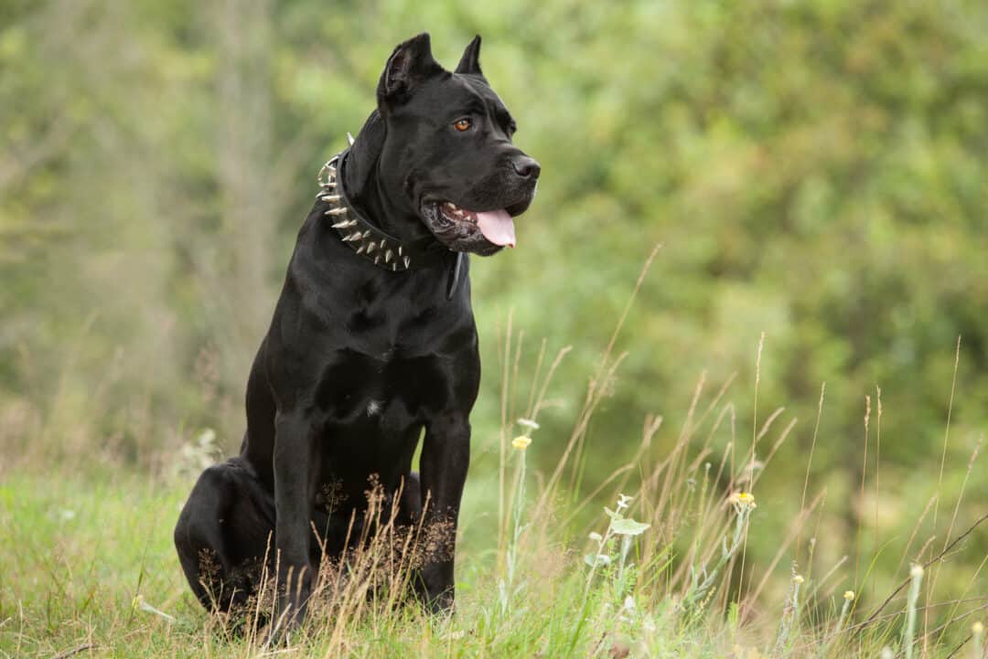 7 Cane Corso Breeders In Texas Only The Best Ones For You