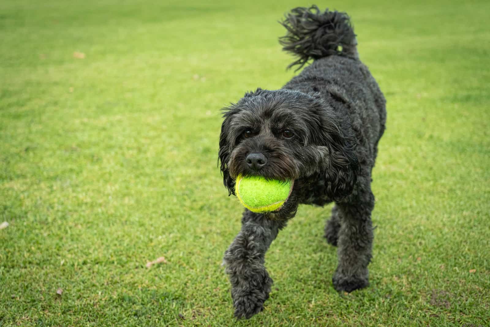 black cavapoo walking on grass with ball in mouth