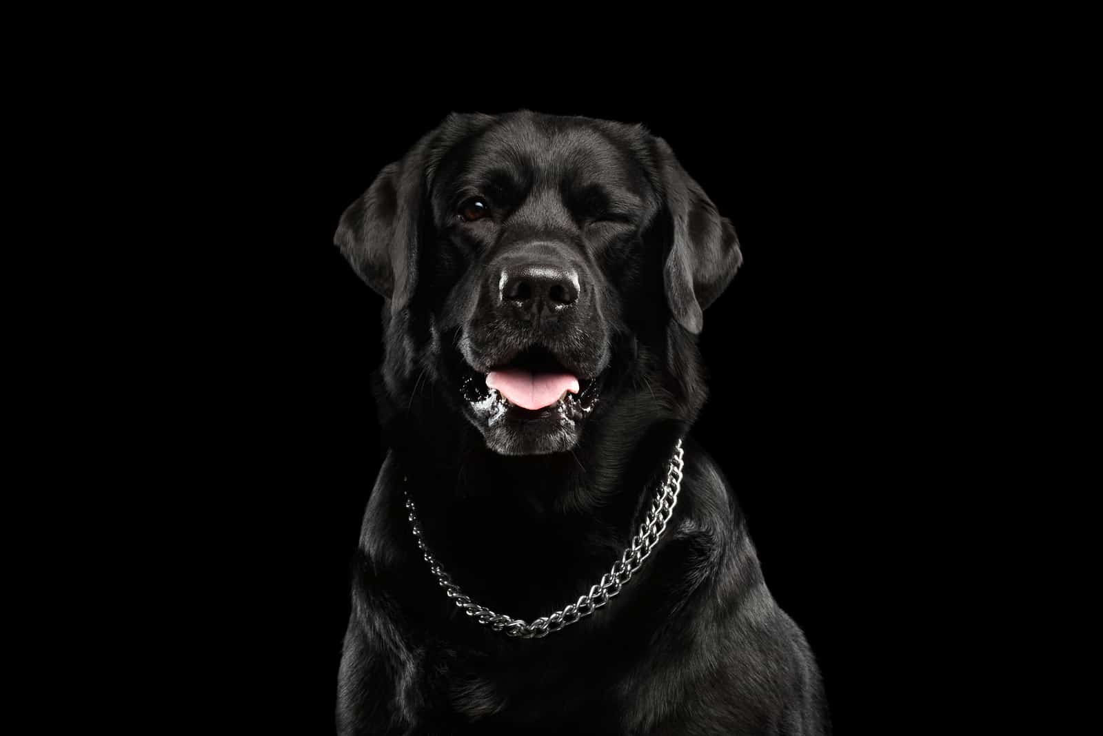 black dog with black background winking