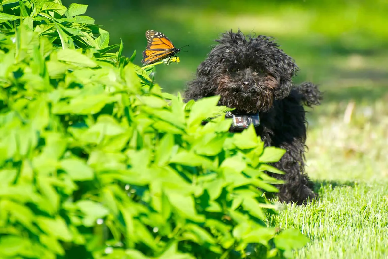 black toy poodle hiding behind bush