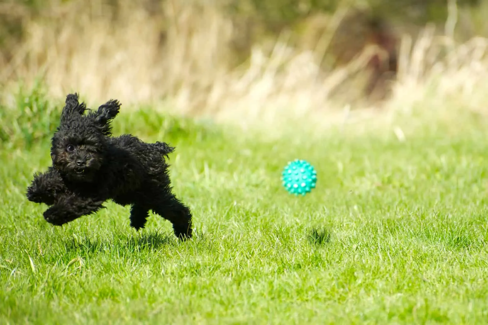 black toy poodle running and playing on grass
