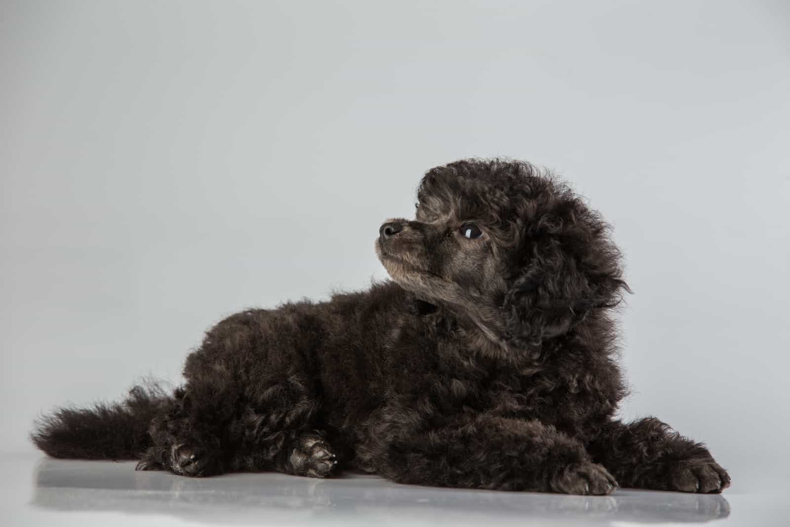 black toy poodle sitting with gray background