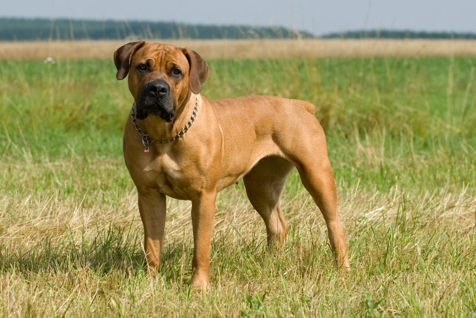 5 Best Boerboel Breeders In America Breeders You Can Trust