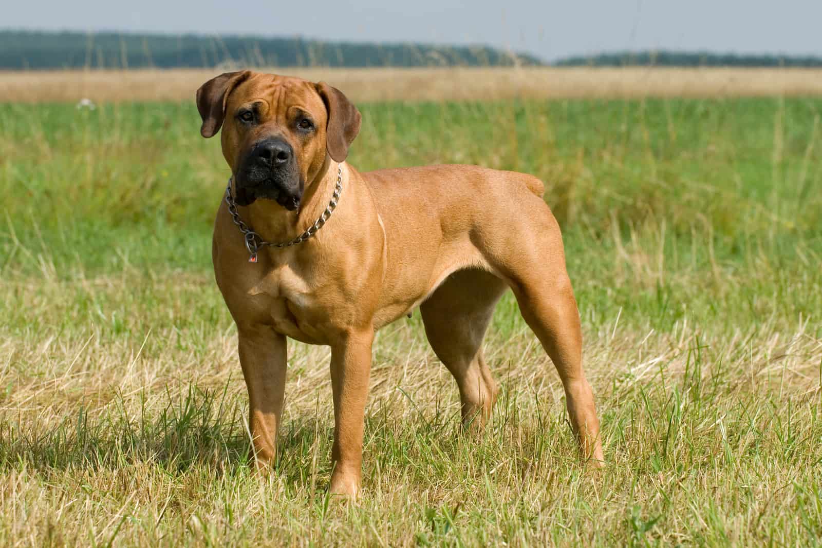 boerboel standing in field looking at camera