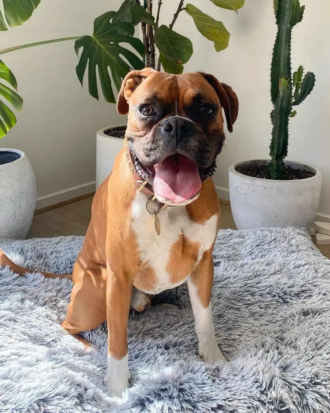boxer dog sitting on rug looking at camera