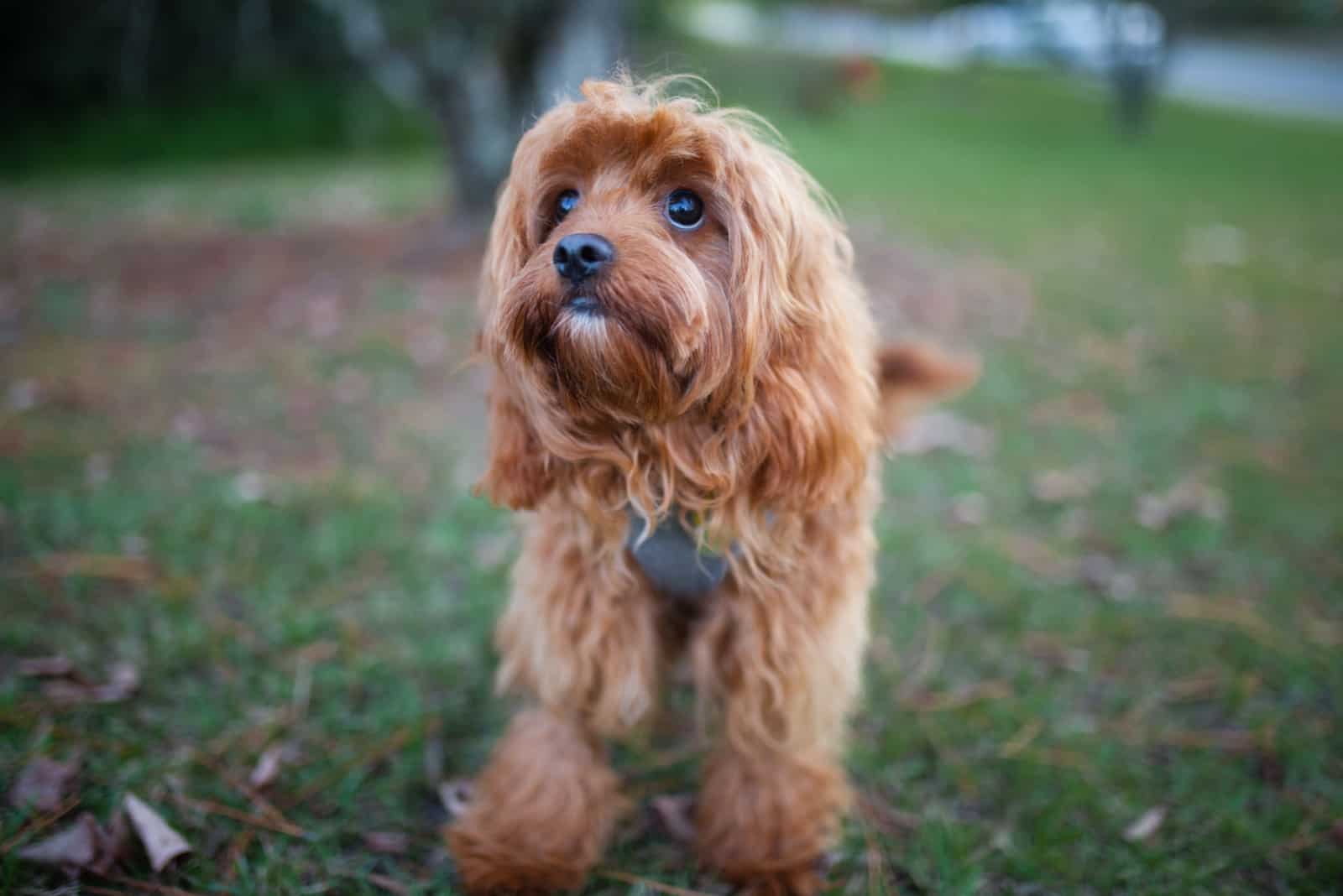 brown cavapoo puppy