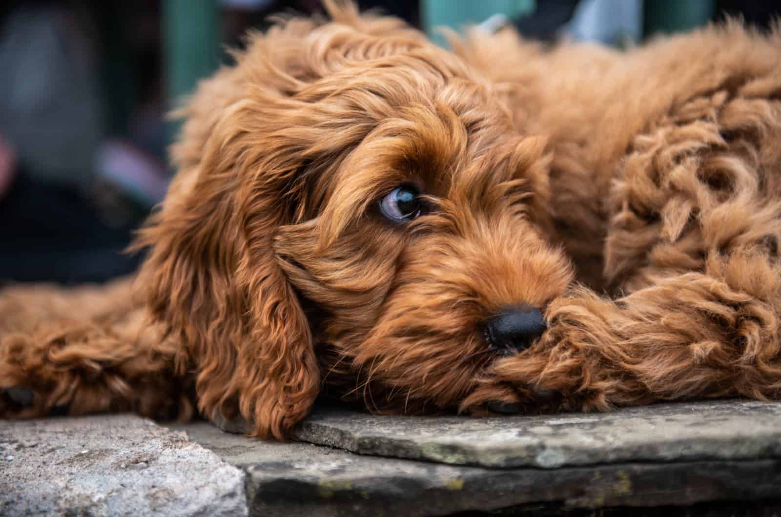 brown dog looking away