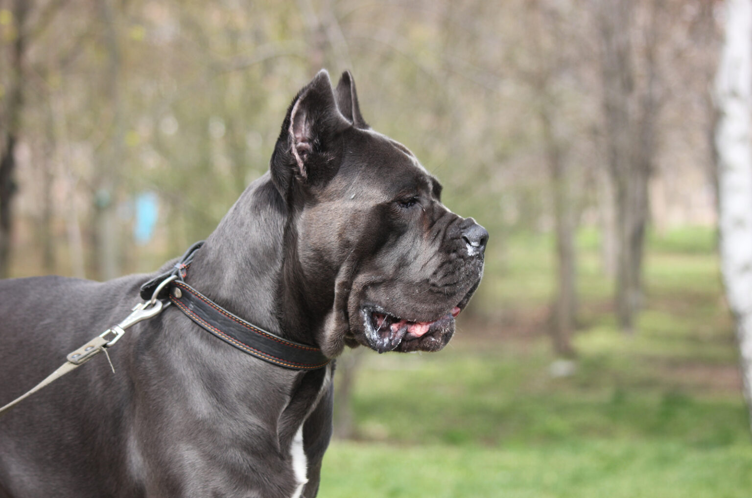 4 Top Cane Corso Breeders In Florida Which One To Choose?