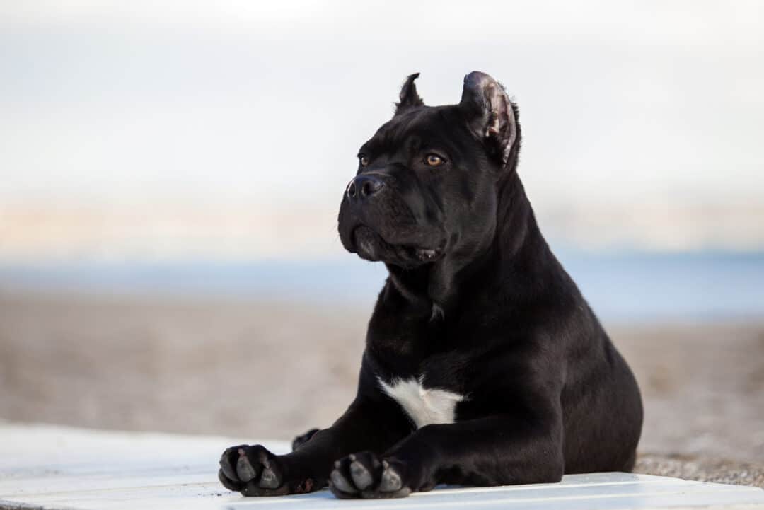 7 Cane Corso Breeders In Texas Only The Best Ones For You