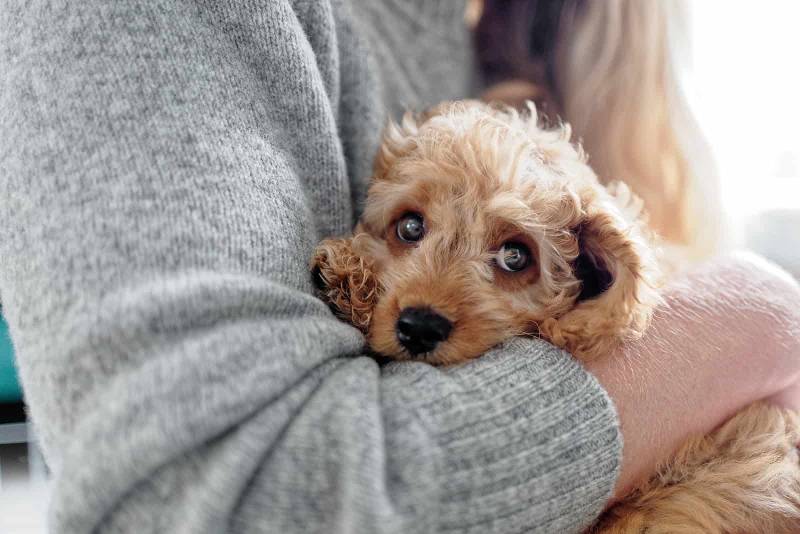 cavapoo breeders in california arms around cute dog