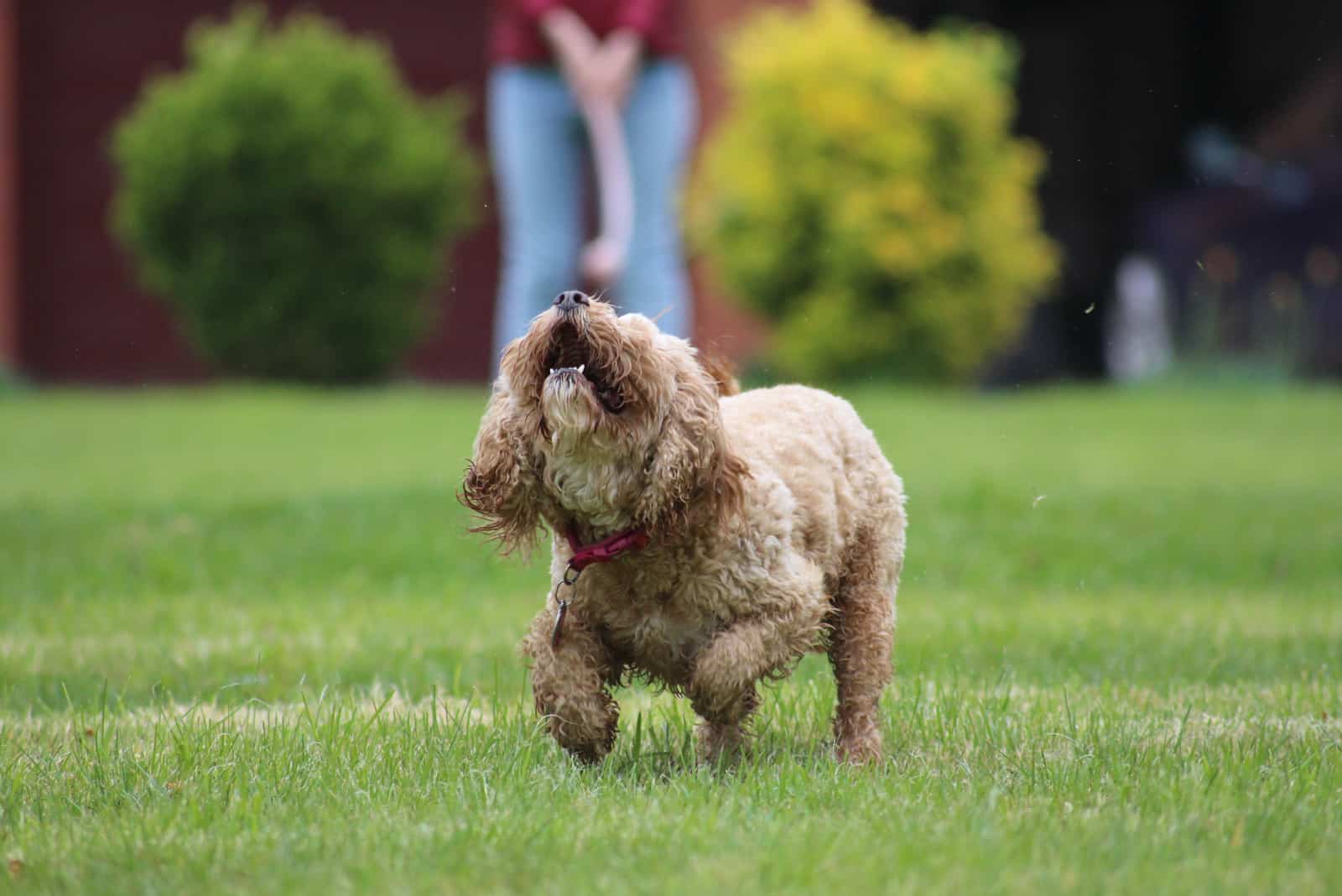 cavapoo breeders in new york in background while dog plays on grass