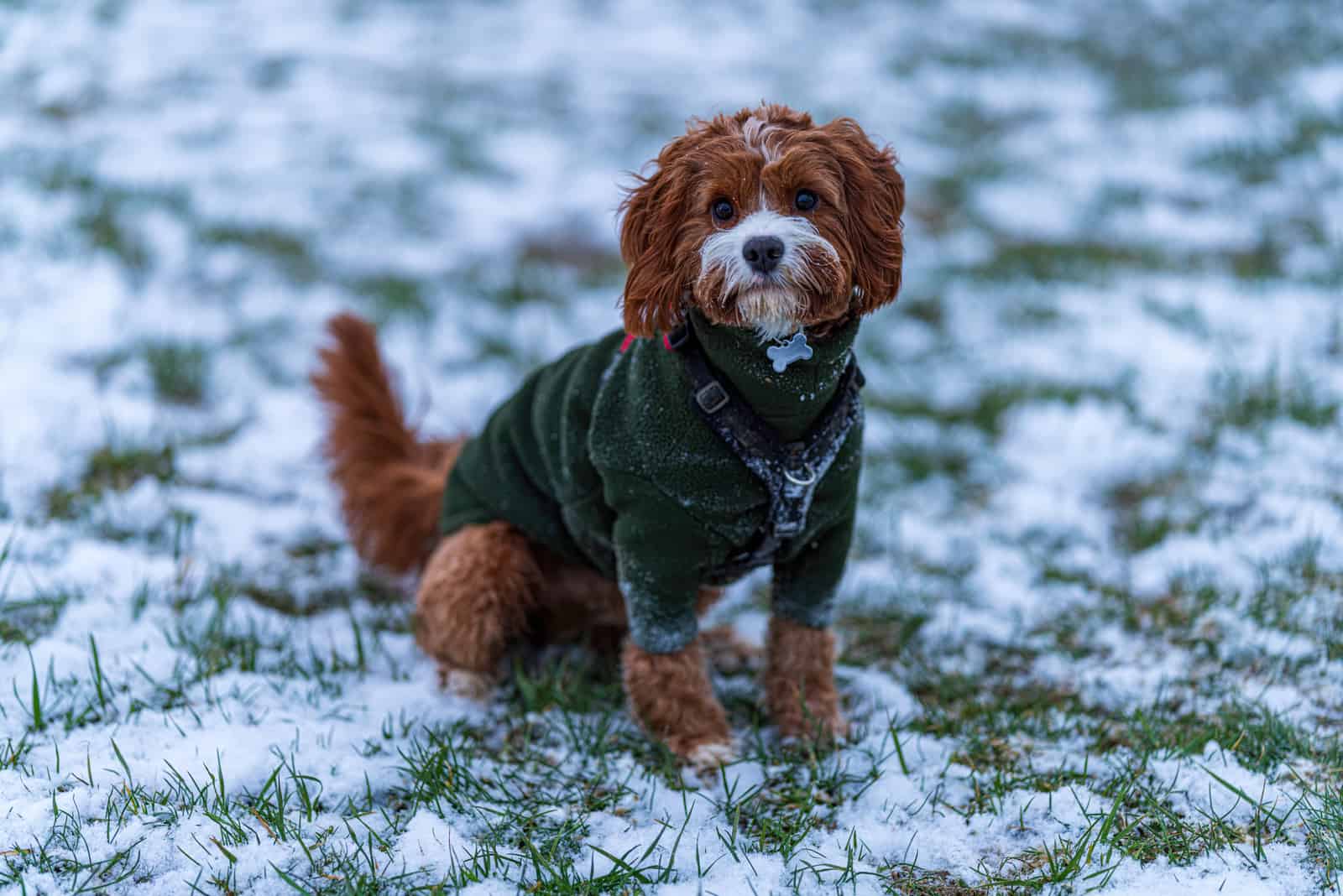 cavapoo in a costume