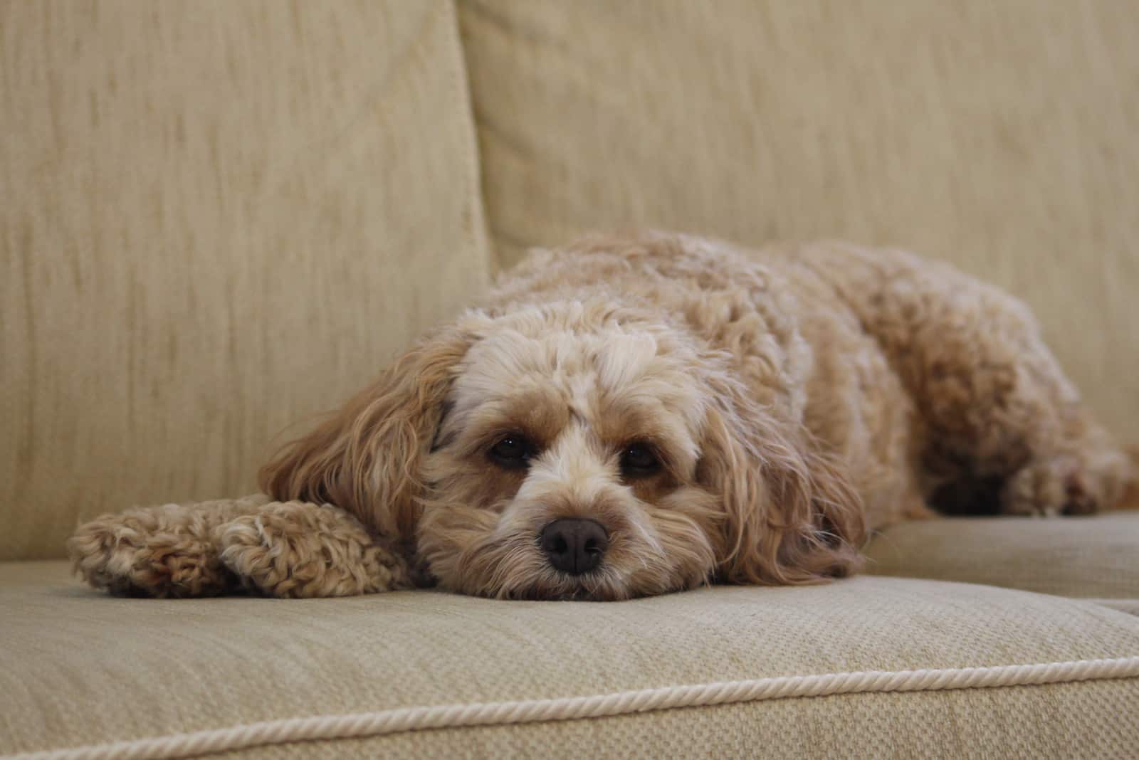 cavapoo on a couch