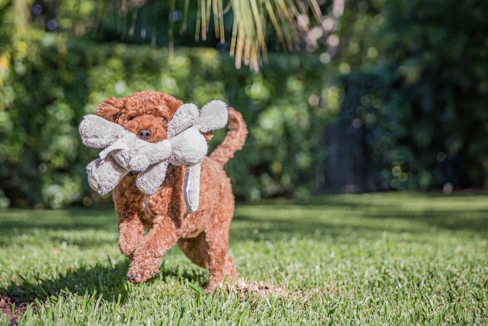 cavapoo puppy holding a toy