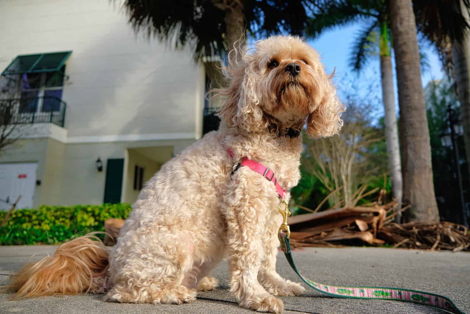 cavapoo sitting on sidewalk