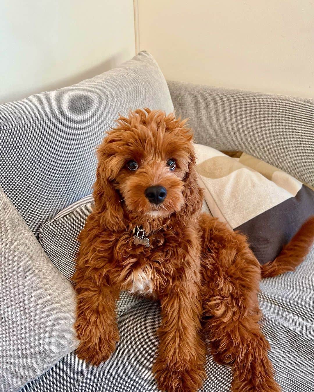 cavapoo sitting on sofa looking at camera