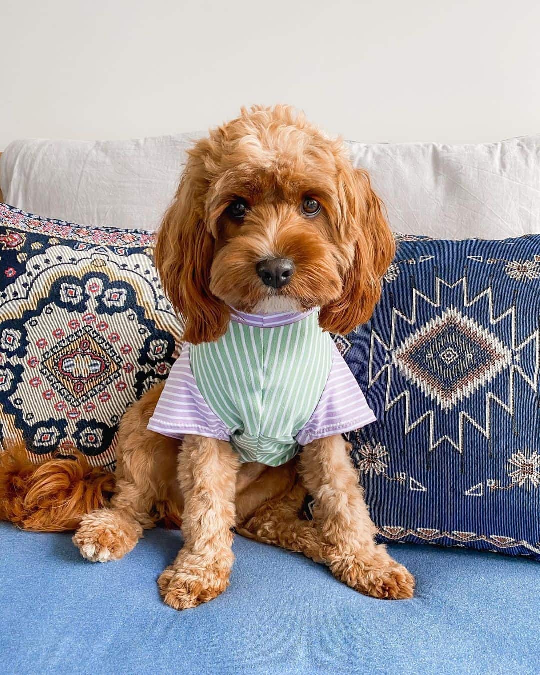 cavapoo wearing dog clothes