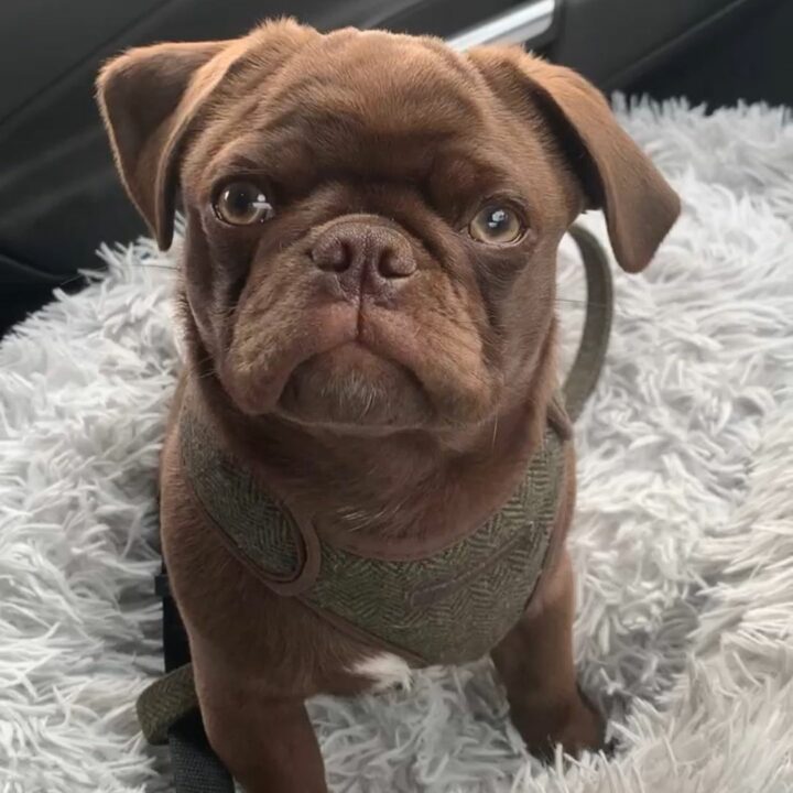Pug Colors What Is The Rarest Pug Color Out There 