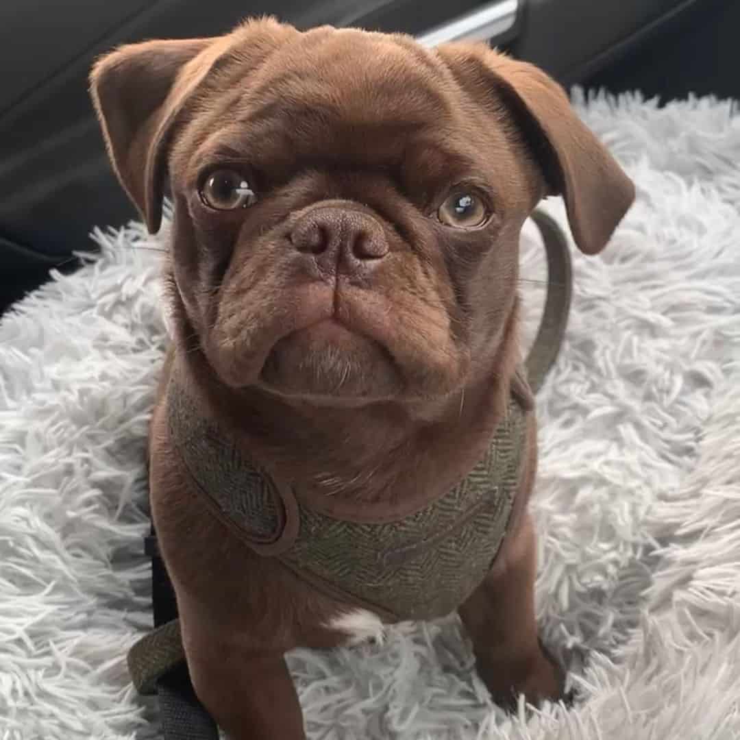 chocolate pug