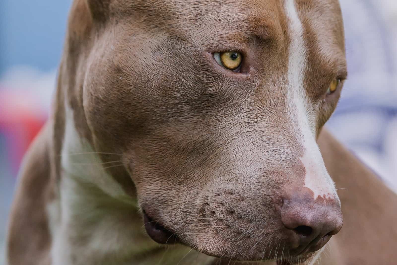 close photo of Champagne Pitbull 