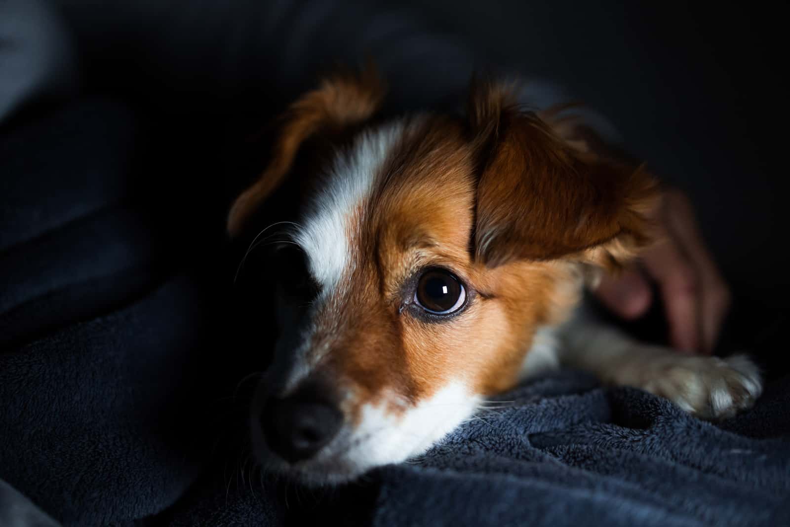 close shot puppy lying in dark