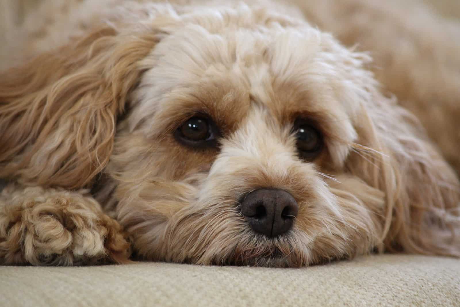 close-up of a cavapoo puppy