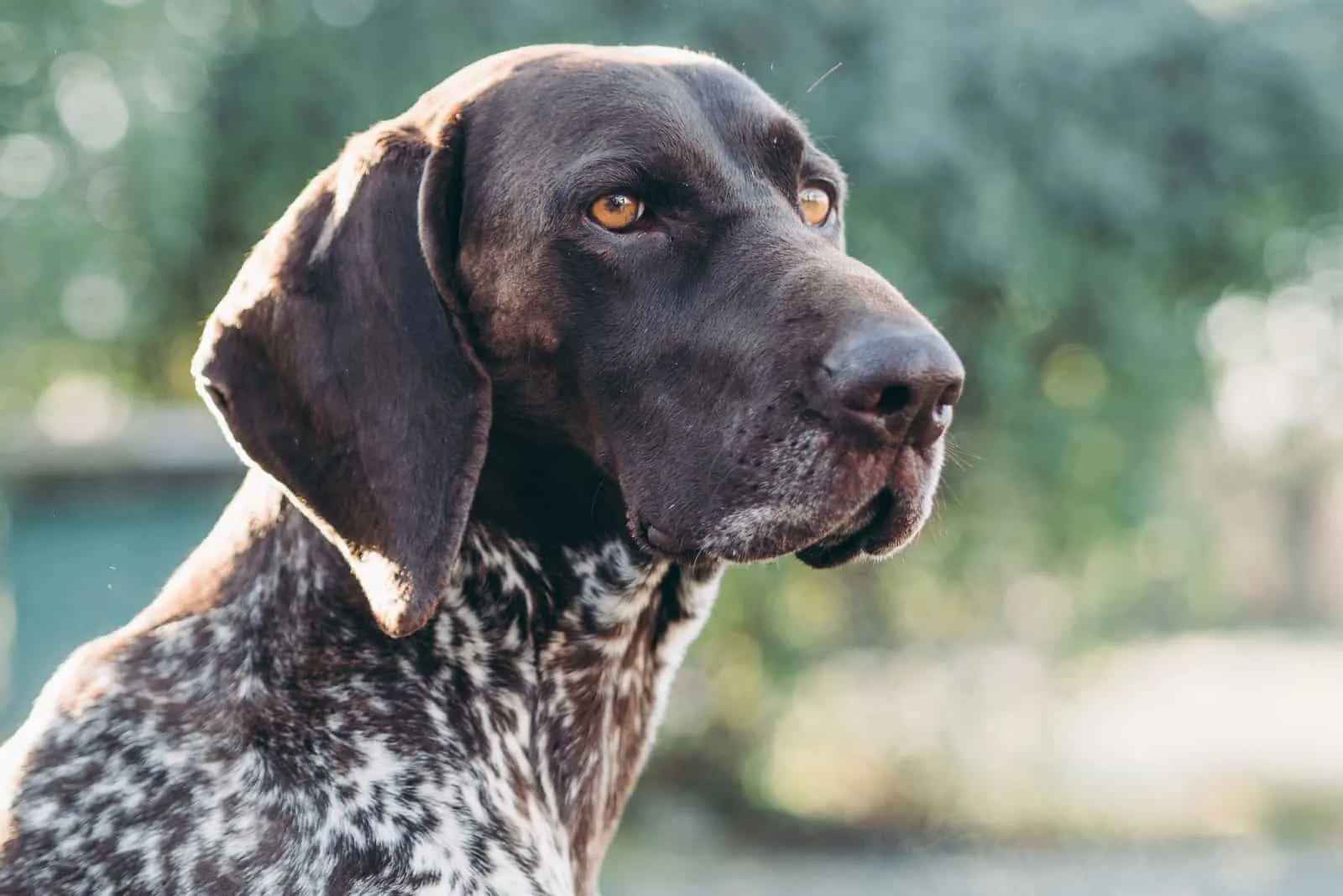 closeup German Shorthaired Pointer