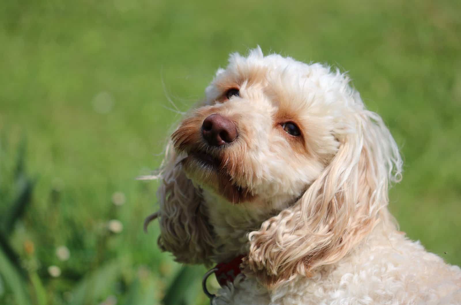 closeup of cute white puppy