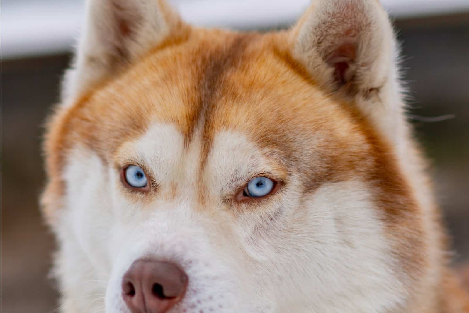 closeup of orange Husky