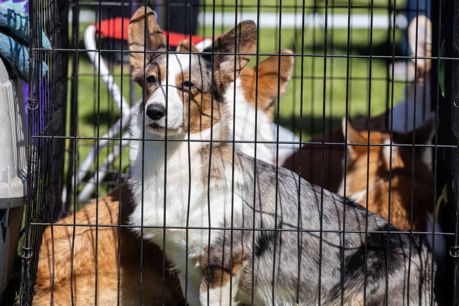 corgi in cage looking into distance