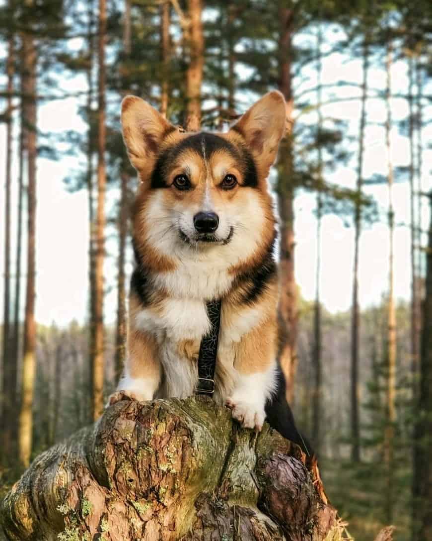 corgi in nature