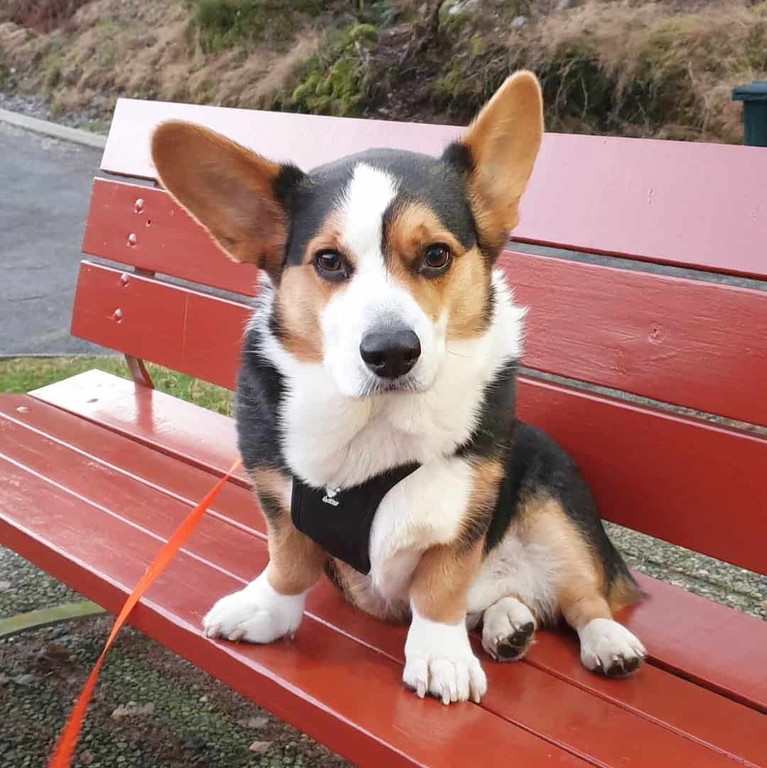 corgi sitting on bench looking at camera