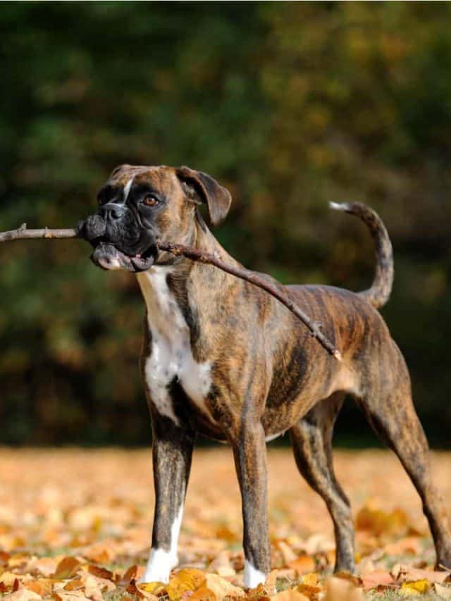 boxer puppy playing with stick