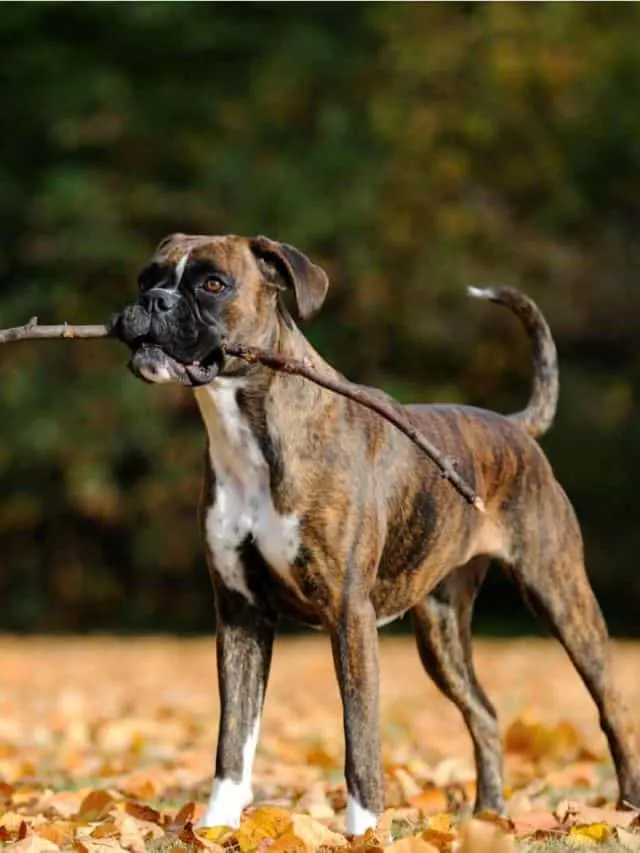 boxer puppy playing with stick