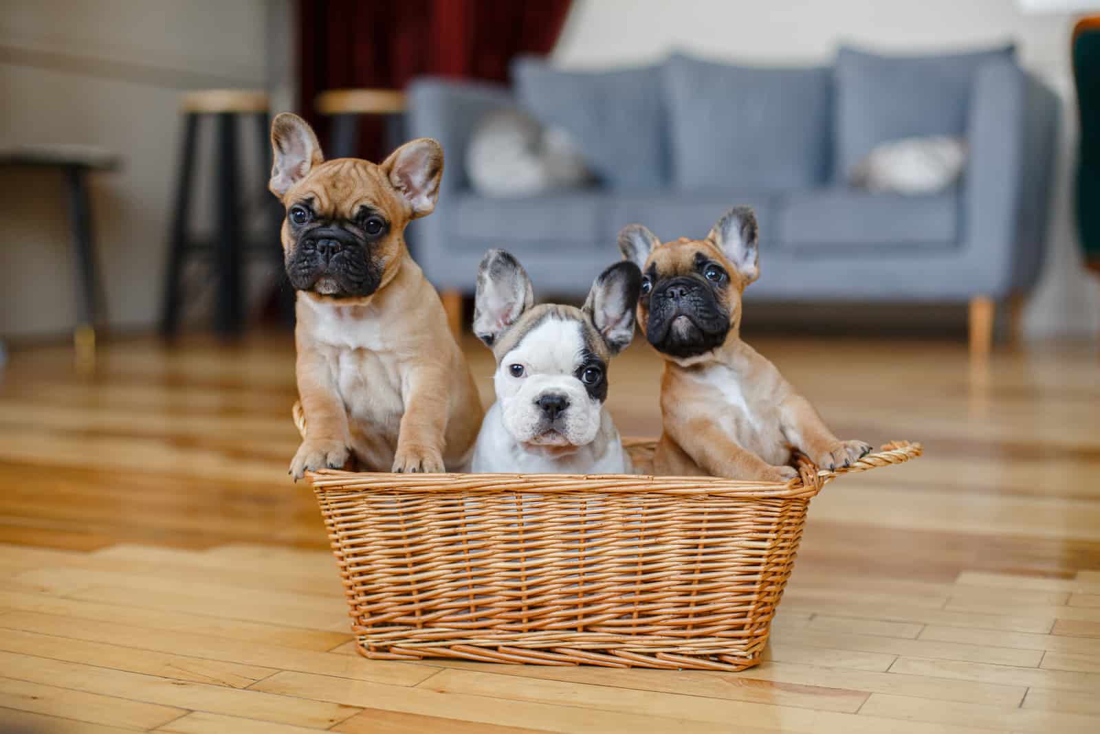 cute french buldog puppies in the basket