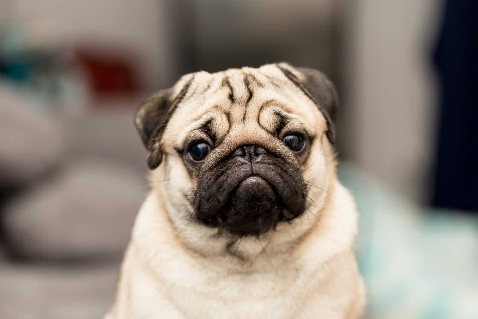 cute pug dog posing