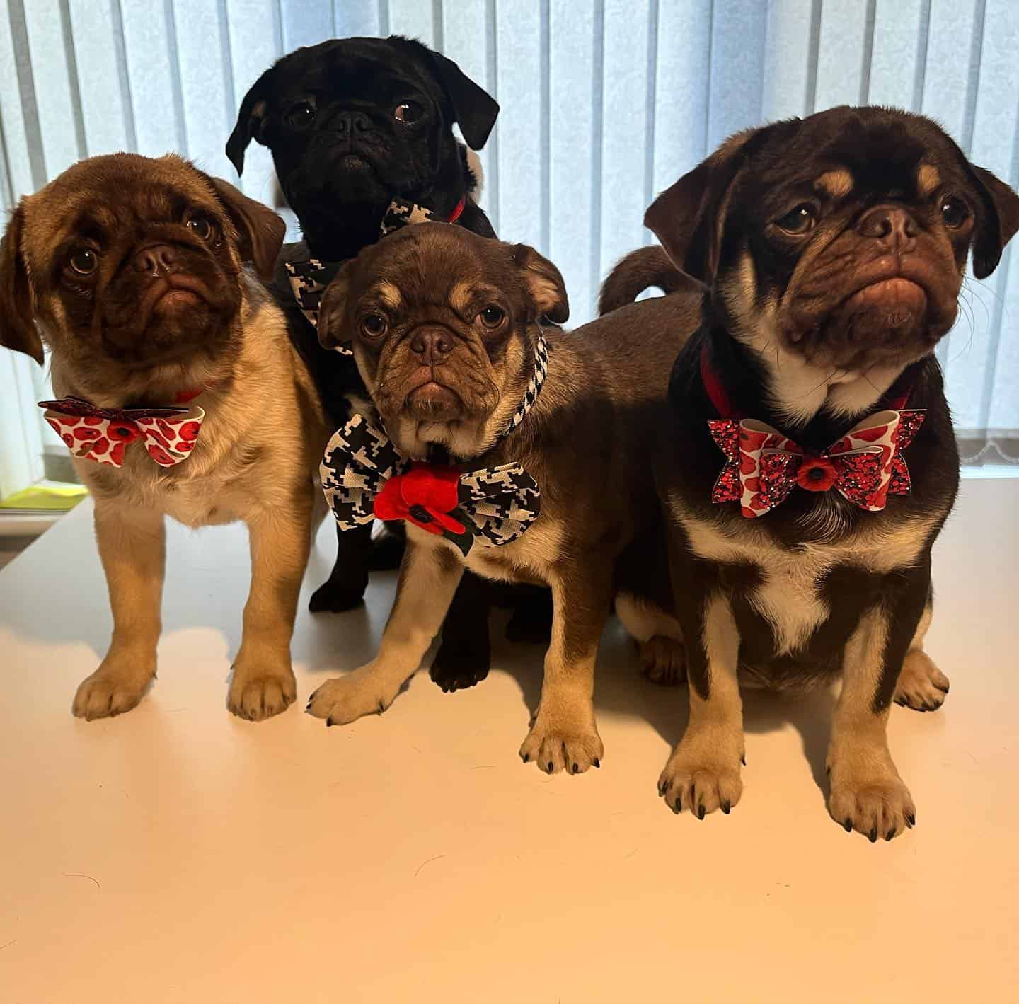 cute pug dogs standing together