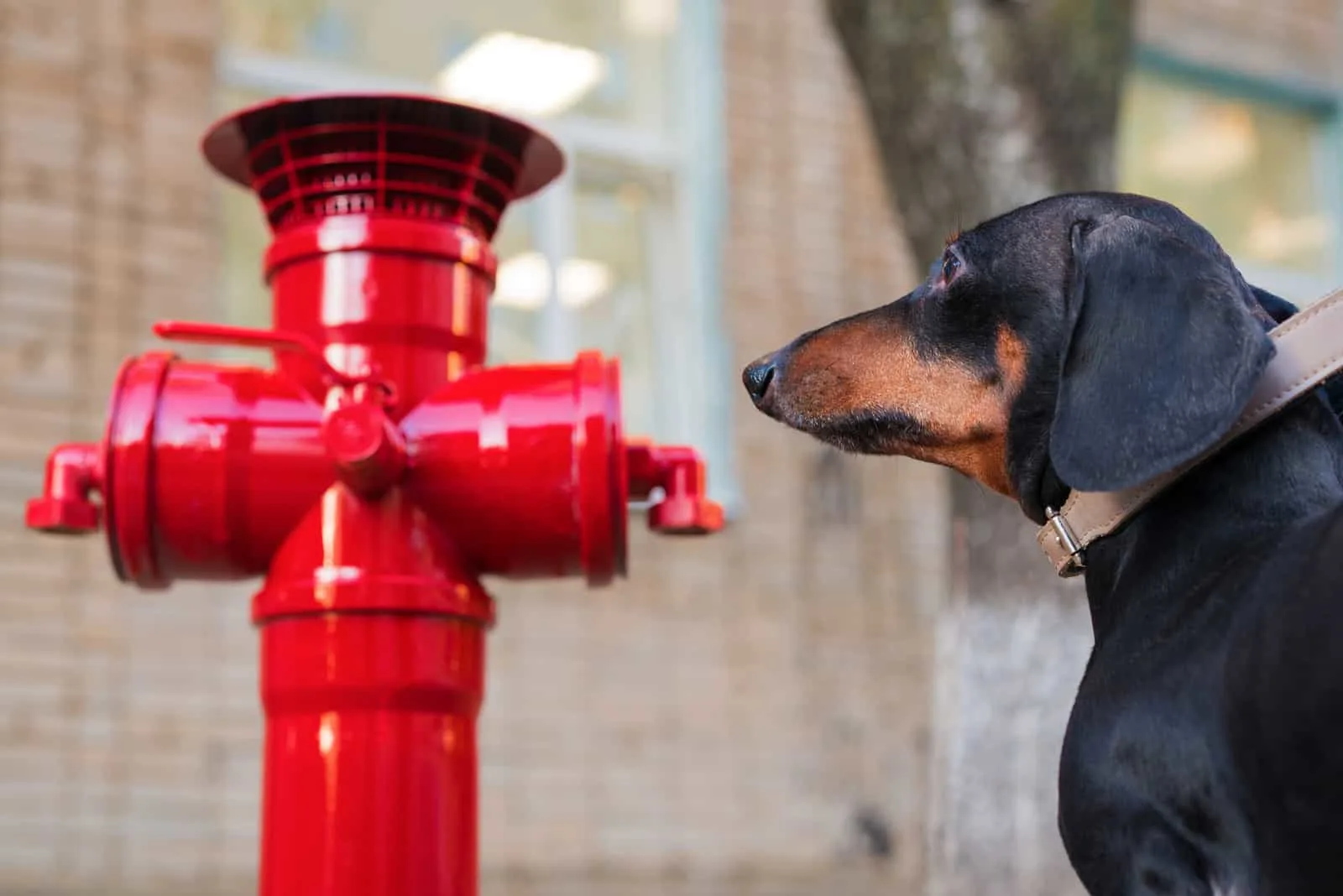 dachshund looking at a red fire hydrant