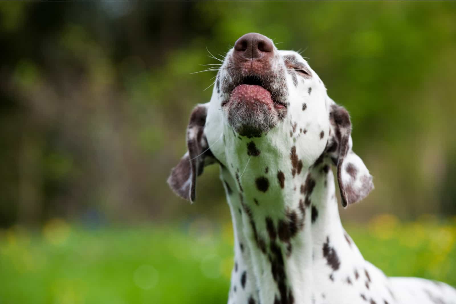 dalmatian howling
