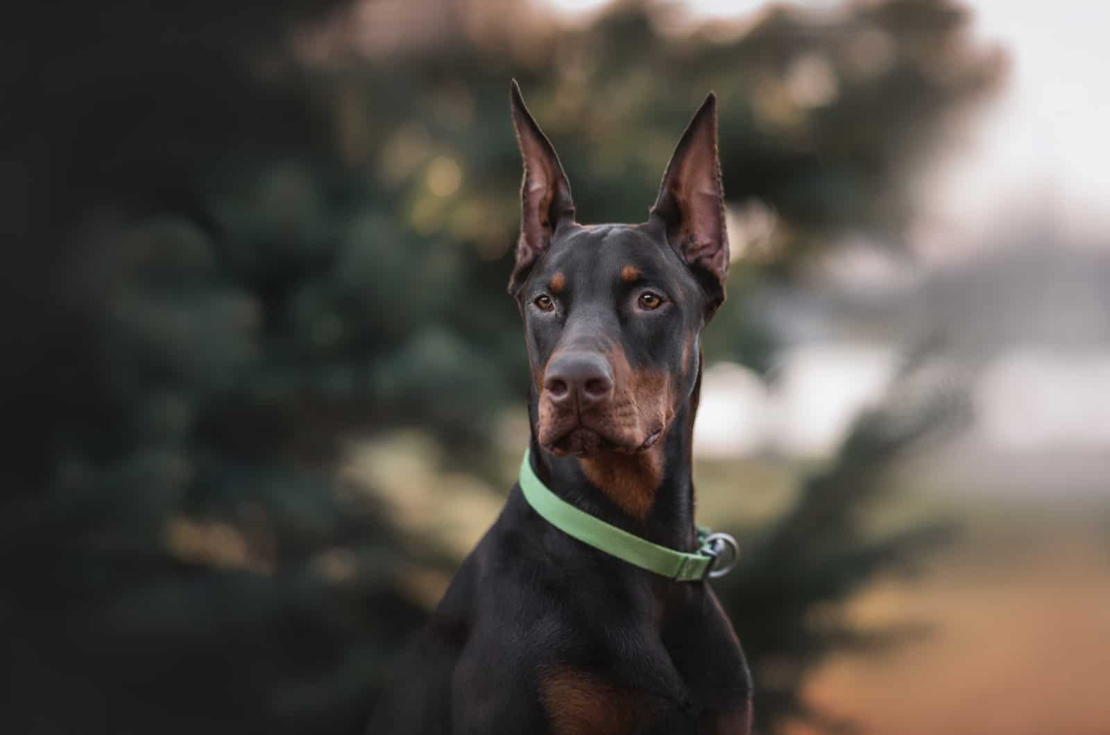 doberman wearing a collar