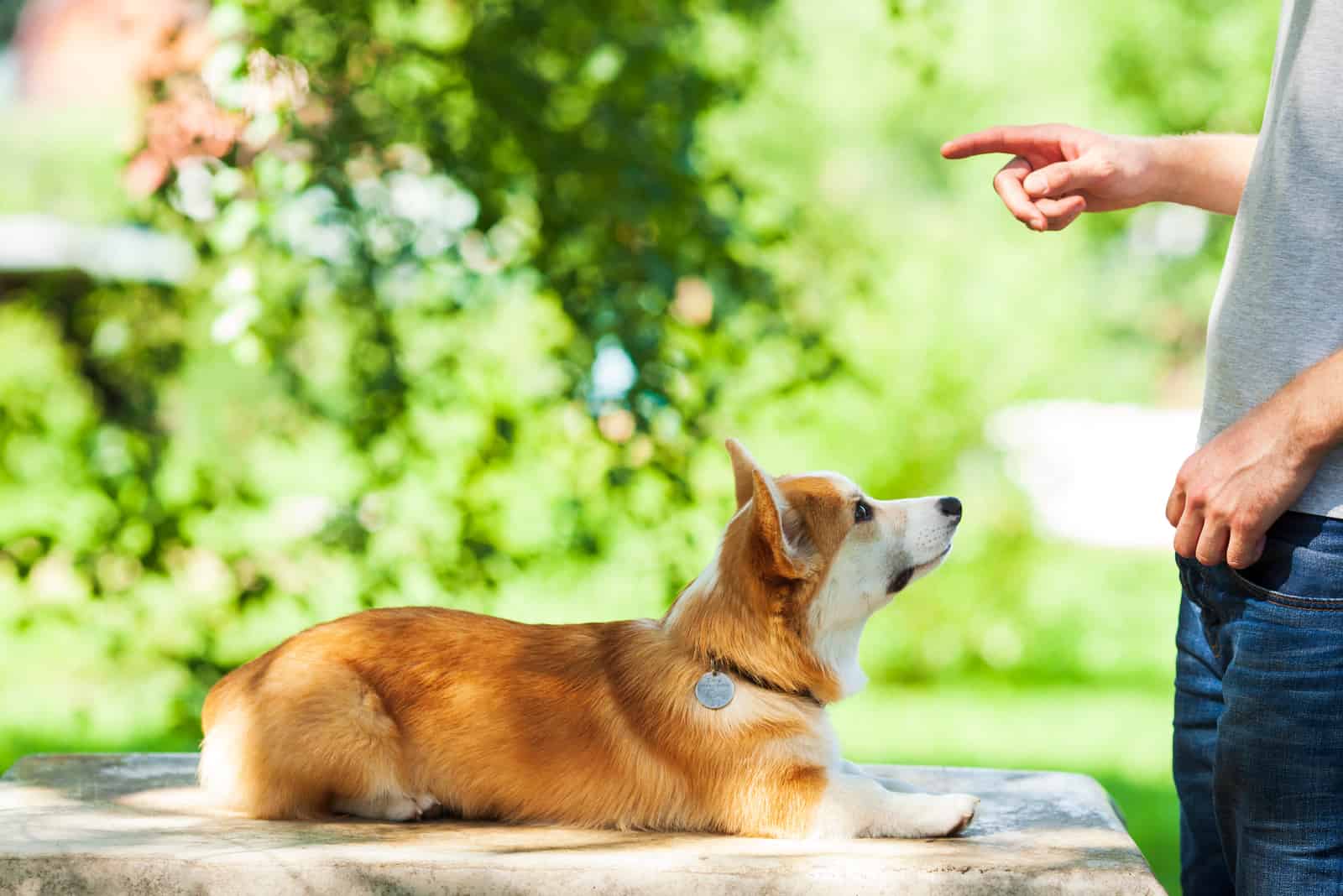 dog being trained by corgi breeders in maine