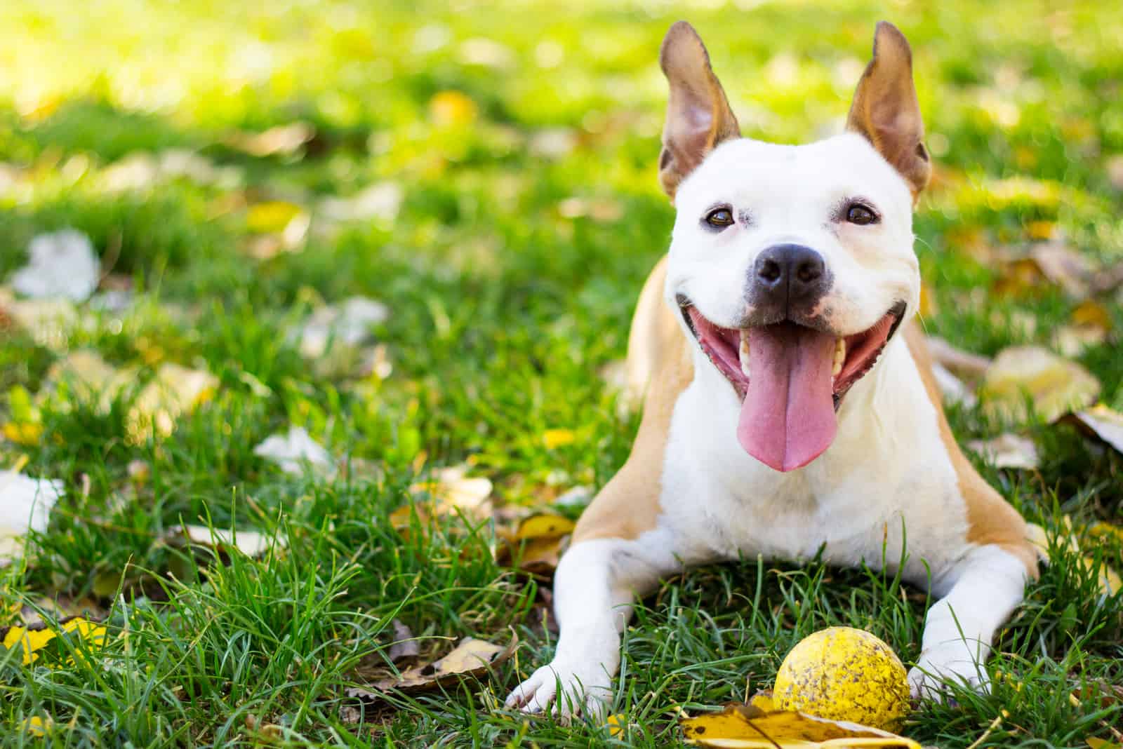 dog lying in yard