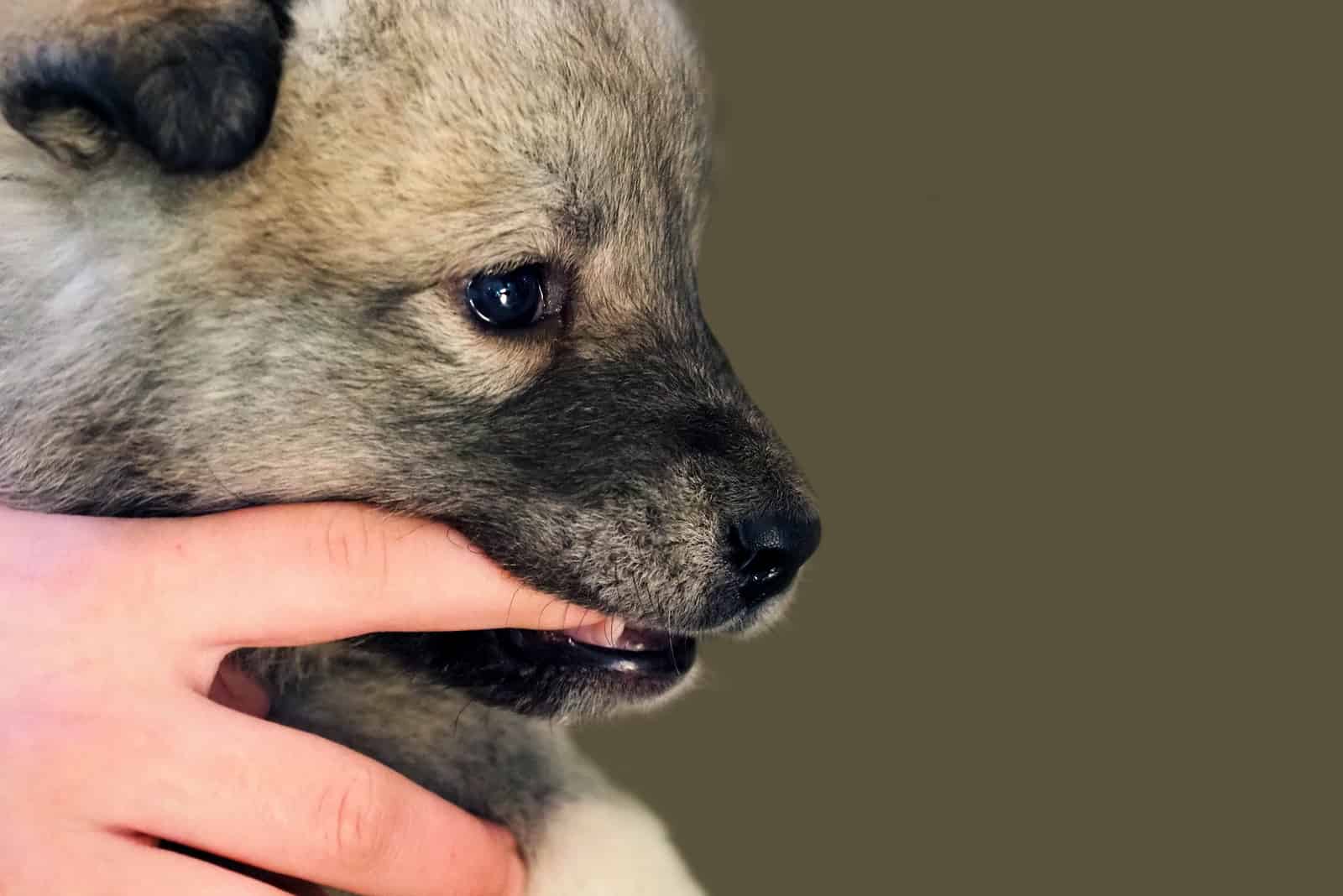 dog nibbling owners finger