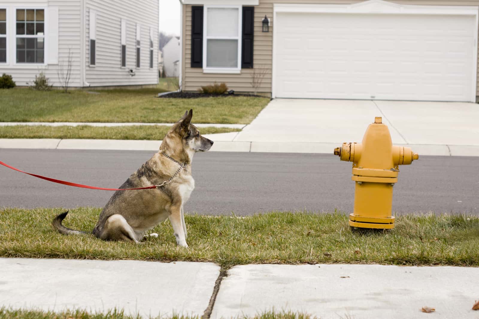 dog on a leash staring at a fire hydrant