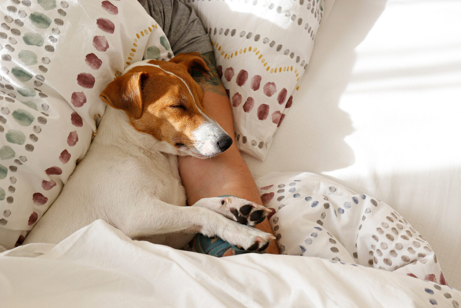 Why Does My Dog Sleep On My Head? 10 Reasons