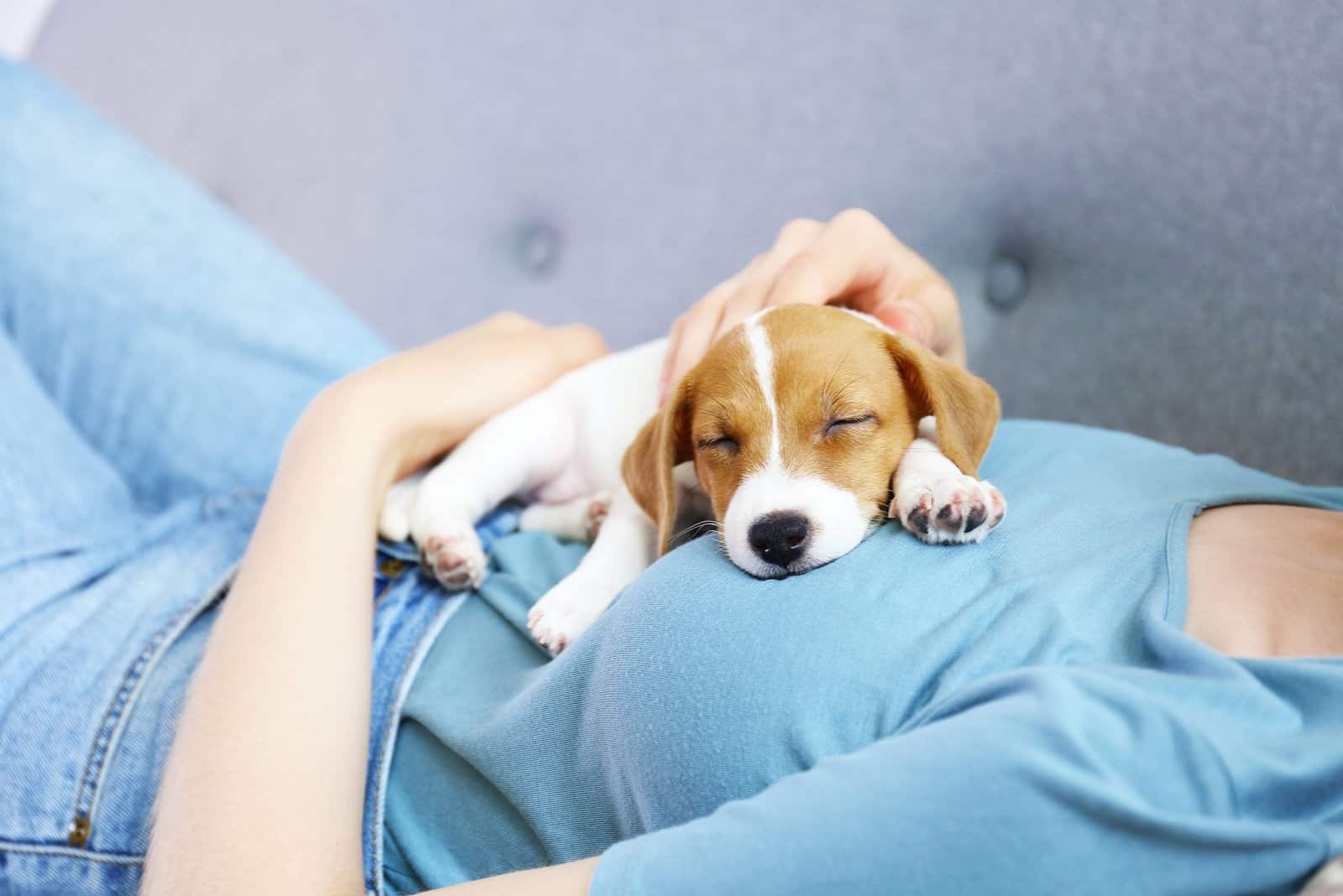 dog sleeping on woman